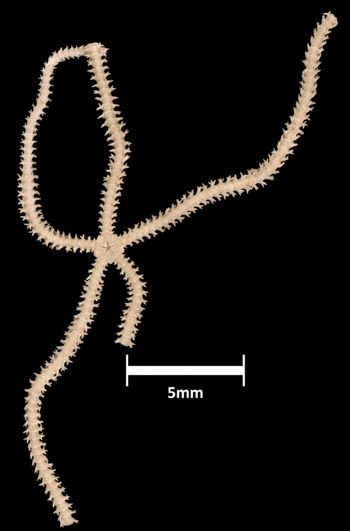Media type: image;   Invertebrate Zoology OPH-1095 Aspect: ventral